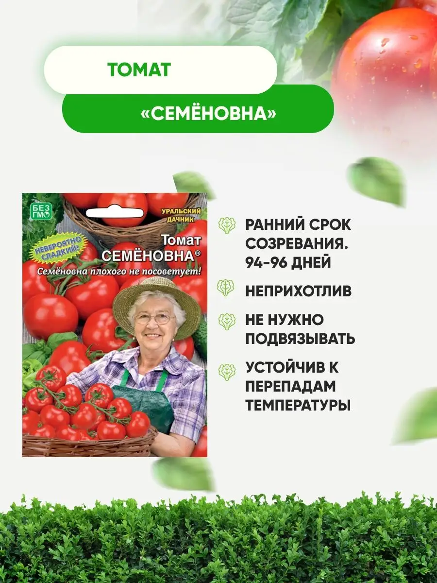 Томат семеновна отзывы. Томат Семеновна. Сорт помидор Семеновна. Уральский Дачник. Томат Семеновна описание.