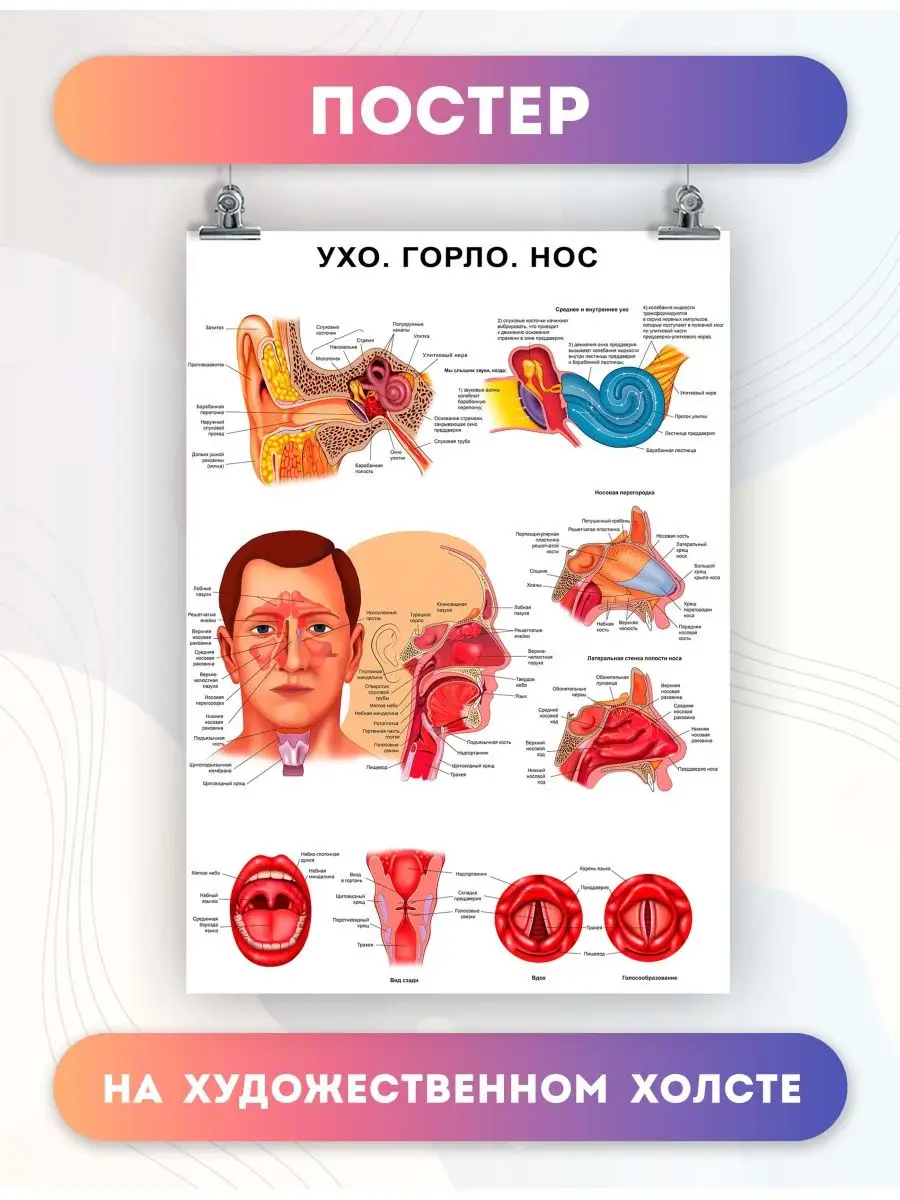 Постер анатомия ухо горло нос, биология, больница 60х80 см PosterNak купить  по цене 1 136 ₽ в интернет-магазине Wildberries | 103432682