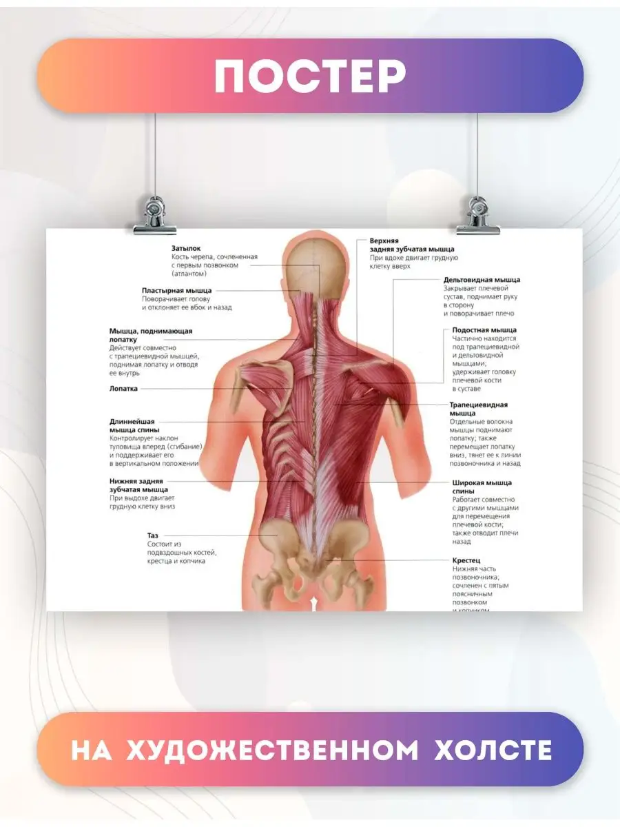 Постер анатомия спинных мышц, биология, больница 60х80 см PosterNak купить  по цене 892 ₽ в интернет-магазине Wildberries | 103432687