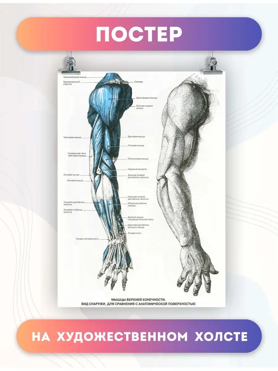 Постер анатомия мышцы рук, биология, больница 60х80 см PosterNak купить по  цене 892 ₽ в интернет-магазине Wildberries | 103432698