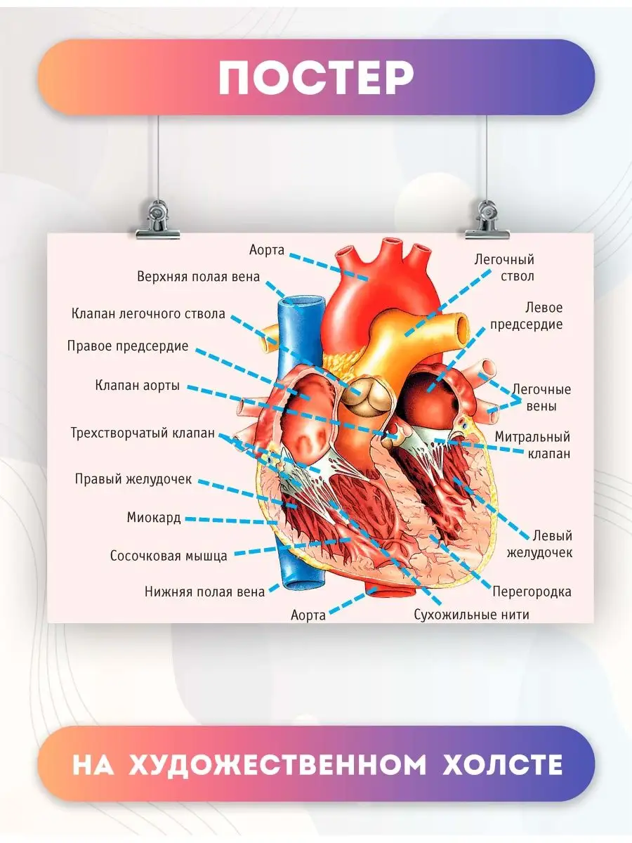 Постер анатомия сердца, биология, больница (4) 50х70 см PosterNak купить по  цене 1 014 ₽ в интернет-магазине Wildberries | 103457429